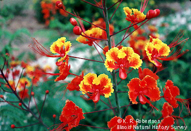 Index of /help/digitalflowers/picts/Flowers